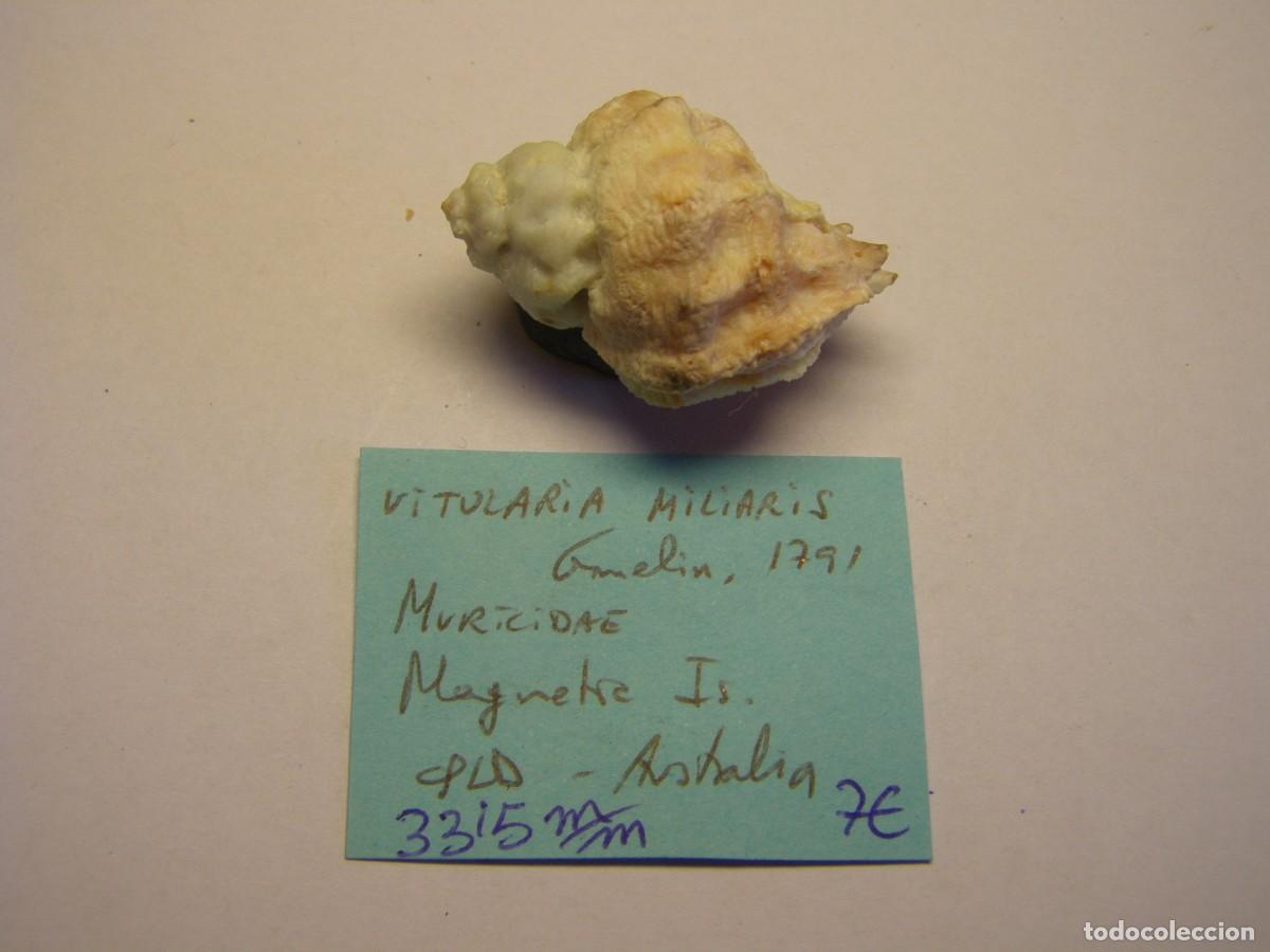 Coleccionismo de moluscos: Caracol snail shell vitularia miliaris. Australia. - Foto 1