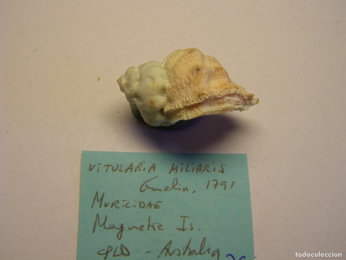 Coleccionismo de moluscos: Caracol snail shell vitularia miliaris. Australia. - Foto 2