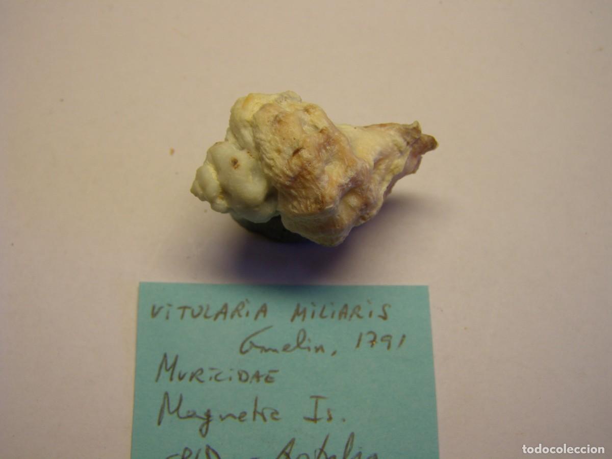 Coleccionismo de moluscos: Caracol snail shell vitularia miliaris. Australia. - Foto 3