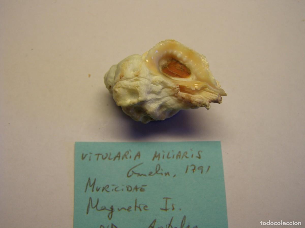 Coleccionismo de moluscos: Caracol snail shell vitularia miliaris. Australia. - Foto 4