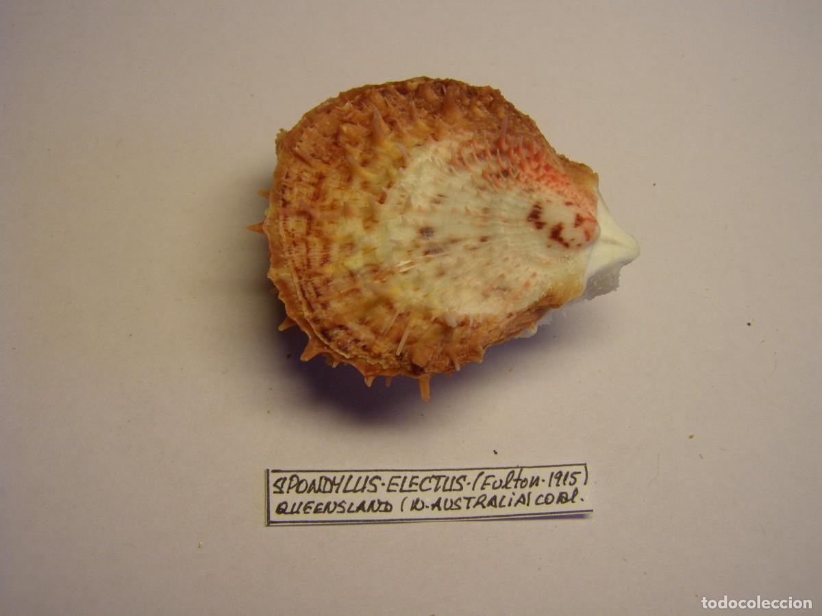 Coleccionismo de moluscos: Bivalvo shell spondylus electus. Australia. - Foto 1