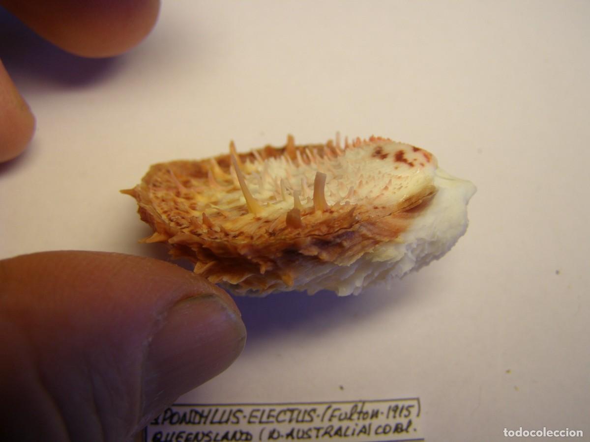 Coleccionismo de moluscos: Bivalvo shell spondylus electus. Australia. - Foto 2
