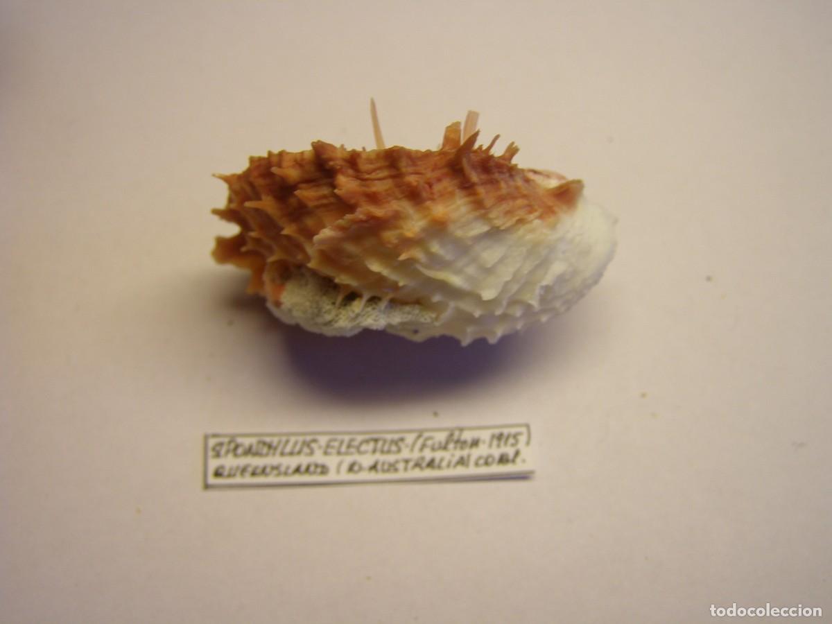 Coleccionismo de moluscos: Bivalvo shell spondylus electus. Australia. - Foto 3