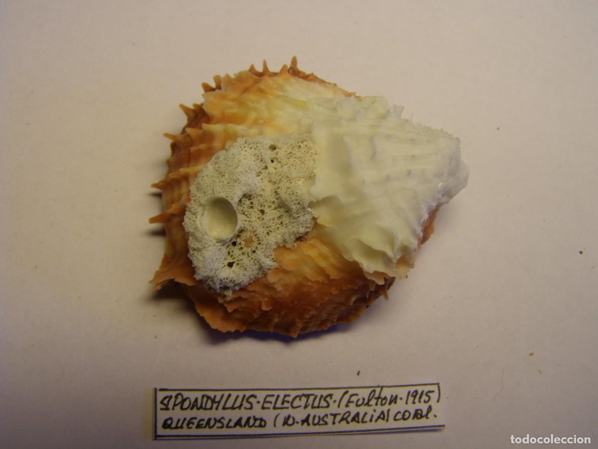 Coleccionismo de moluscos: Bivalvo shell spondylus electus. Australia. - Foto 4