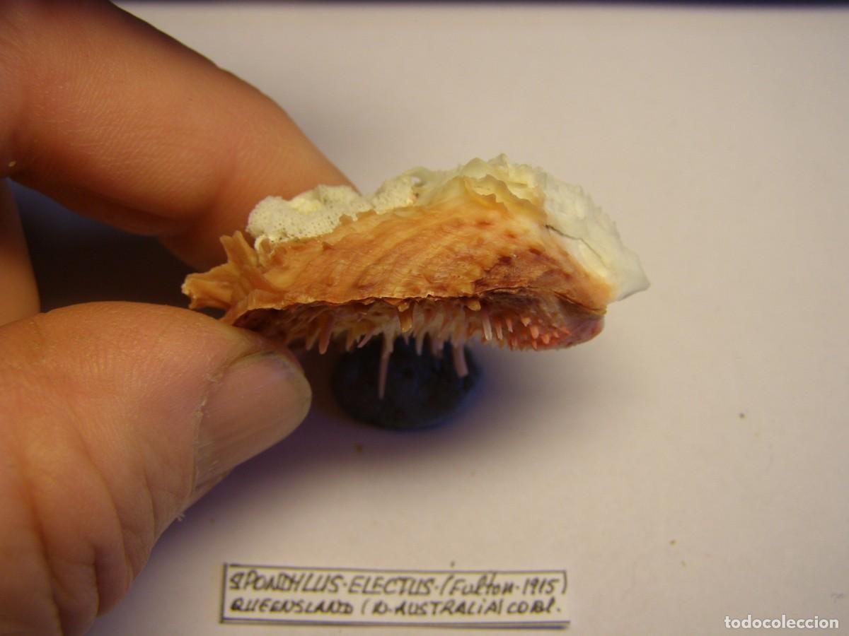 Coleccionismo de moluscos: Bivalvo shell spondylus electus. Australia. - Foto 5