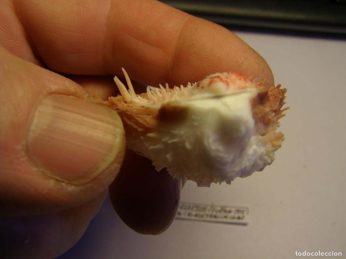Coleccionismo de moluscos: Bivalvo shell spondylus electus. Australia. - Foto 6
