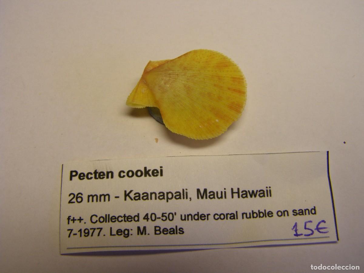 Coleccionismo de moluscos: Bivalvo shell pecten cookei. Hawai. - Foto 1