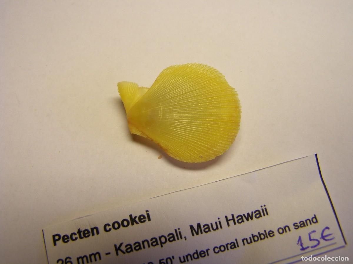 Coleccionismo de moluscos: Bivalvo shell pecten cookei. Hawai. - Foto 2