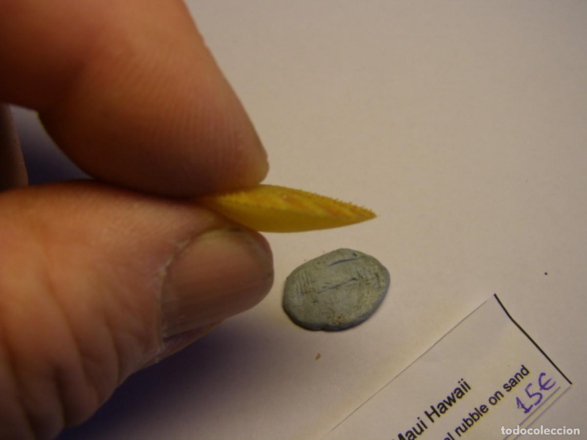 Coleccionismo de moluscos: Bivalvo shell pecten cookei. Hawai. - Foto 3