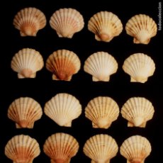 Coleccionismo de moluscos: LOTE DE 18 PECTEN MAXIMUS, VIEIRAS O CONCHAS DEL PEREGRINO