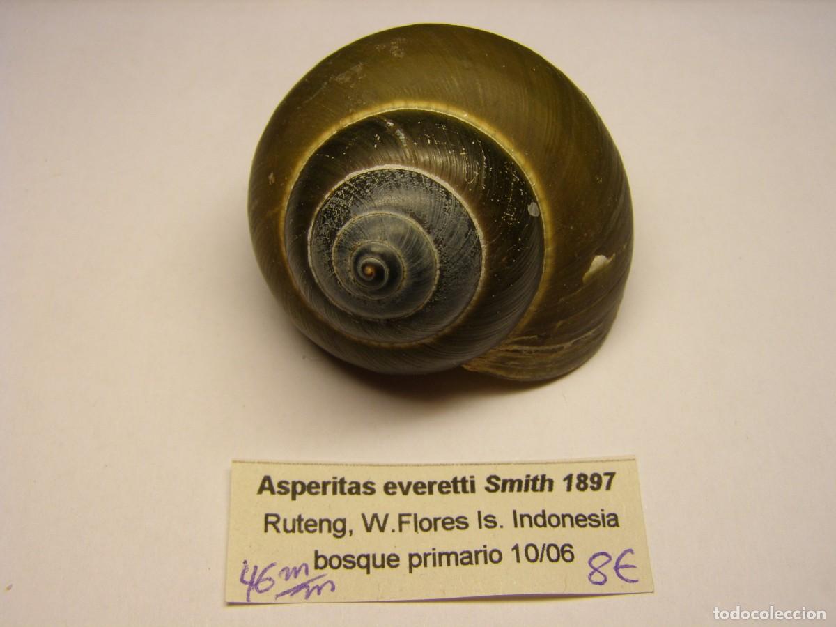 Coleccionismo de moluscos: Caracol snail shell asperitas everetti. Indonesia. - Foto 1