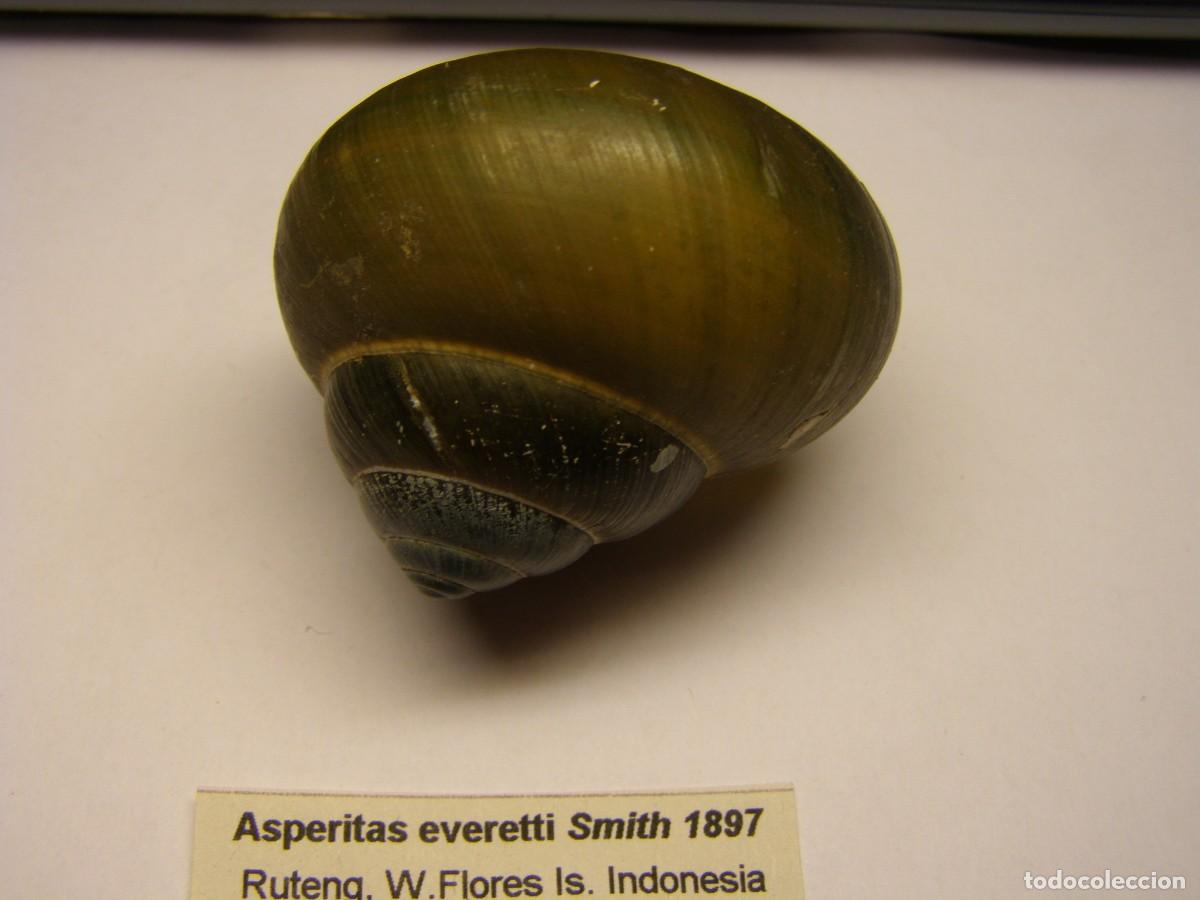 Coleccionismo de moluscos: Caracol snail shell asperitas everetti. Indonesia. - Foto 2