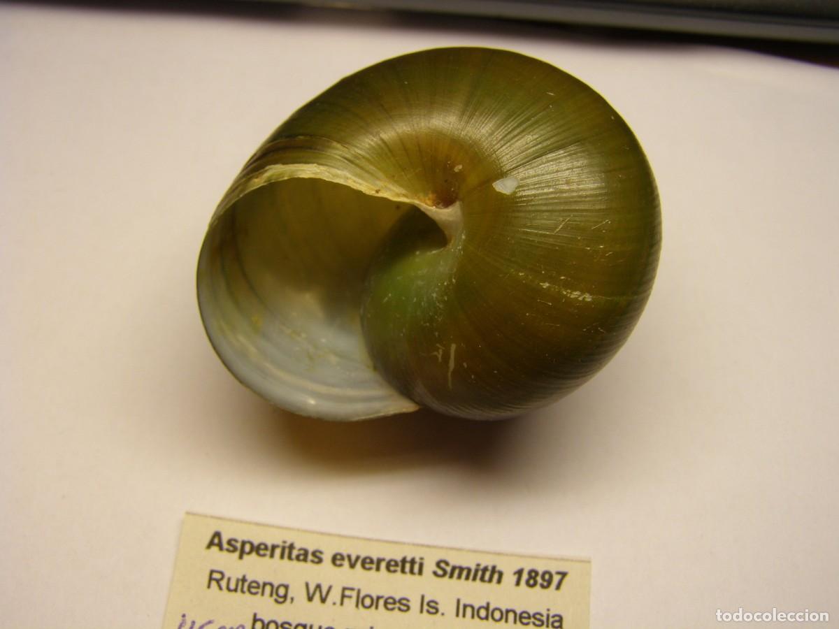 Coleccionismo de moluscos: Caracol snail shell asperitas everetti. Indonesia. - Foto 3