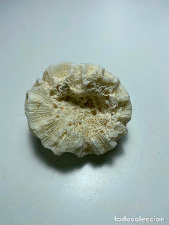 Coleccionismo de moluscos: 121.- Coral montastraea - Foto 2