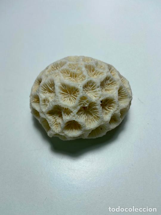 Coleccionismo de moluscos: 121.- Coral montastraea - Foto 1