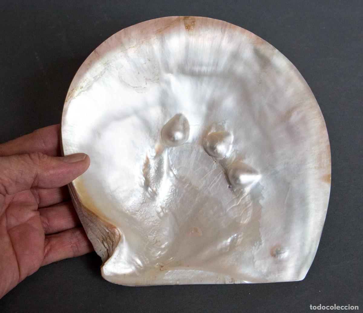 Coleccionismo de moluscos: Madreperla - Pinctada margarit&iacute;fera - Foto 1