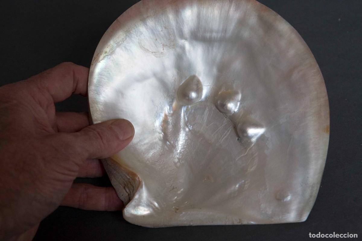 Coleccionismo de moluscos: Madreperla - Pinctada margarit&iacute;fera - Foto 2