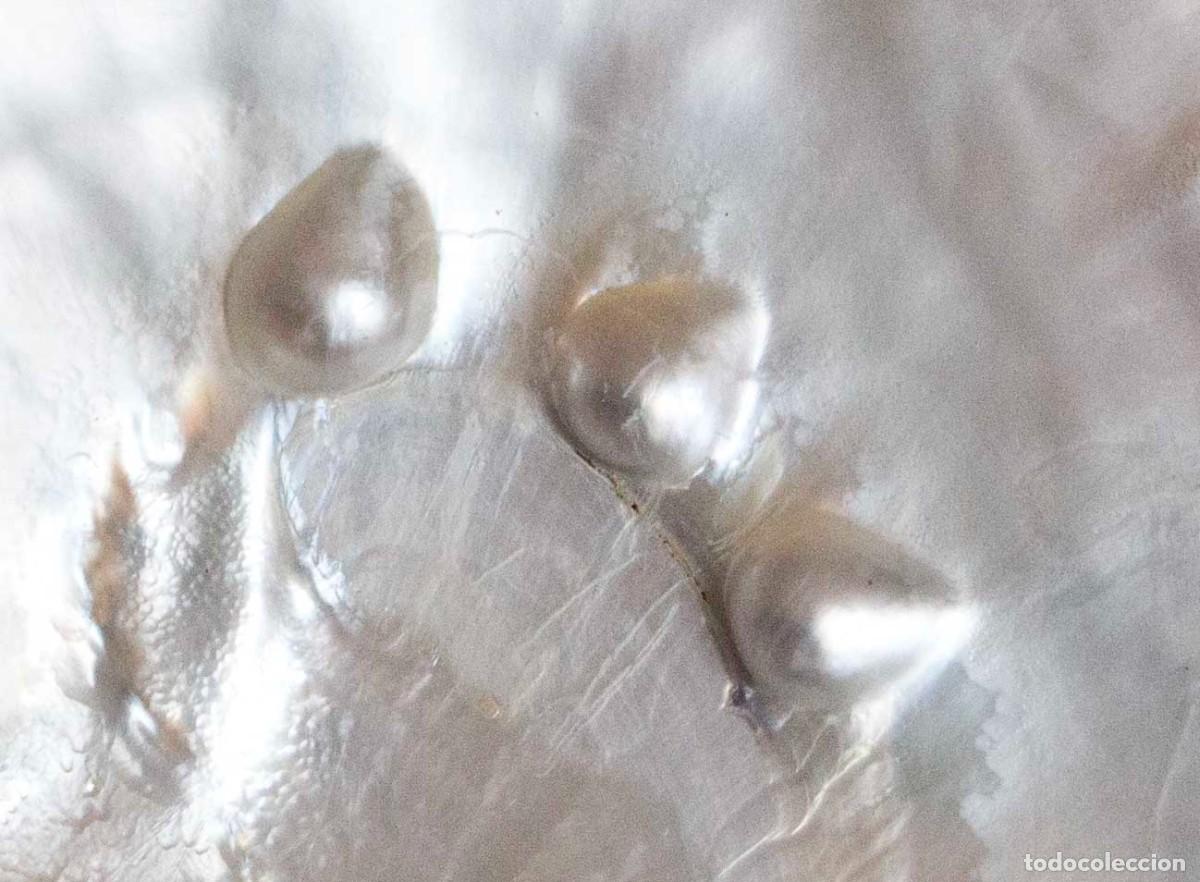 Coleccionismo de moluscos: Madreperla - Pinctada margarit&iacute;fera - Foto 5