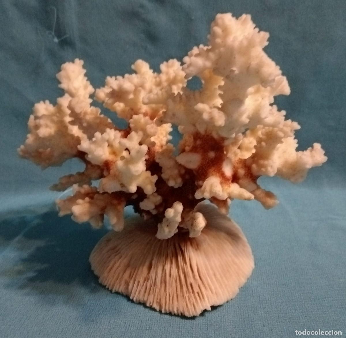 Coleccionismo de moluscos: CORAL Y ESPONJA DE CORAL - Foto 1
