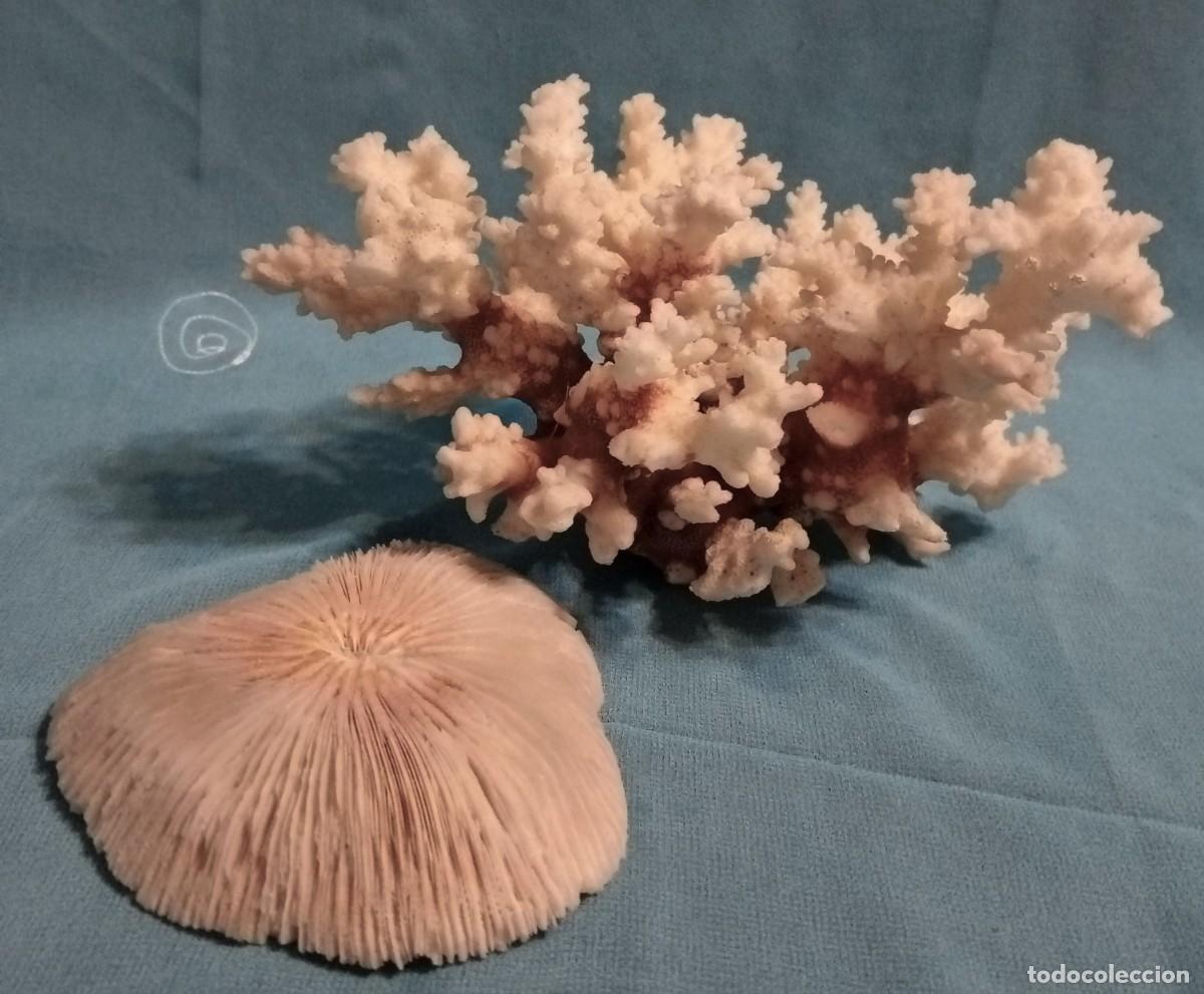 Coleccionismo de moluscos: CORAL Y ESPONJA DE CORAL - Foto 2