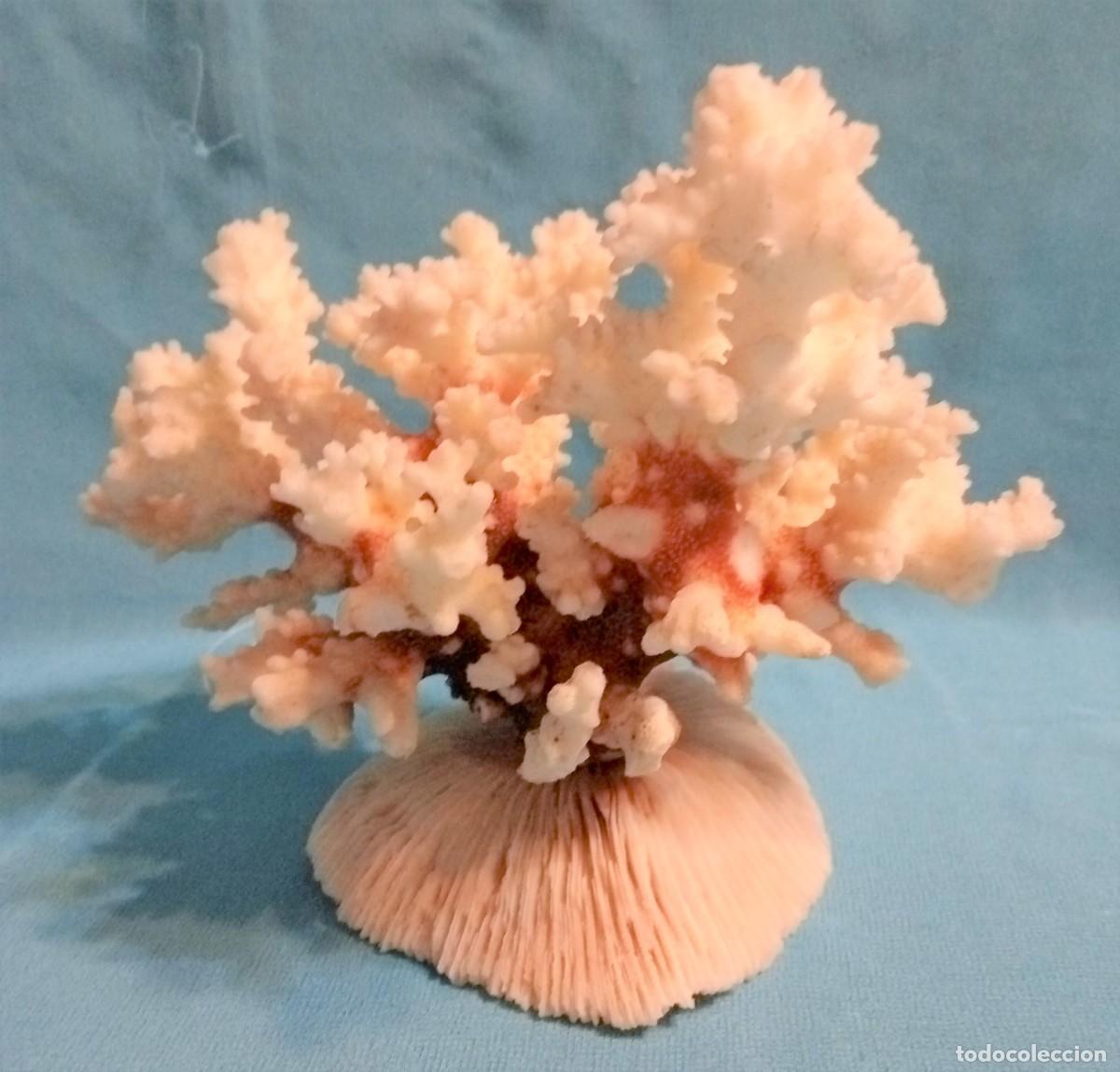 Coleccionismo de moluscos: CORAL Y ESPONJA DE CORAL - Foto 3