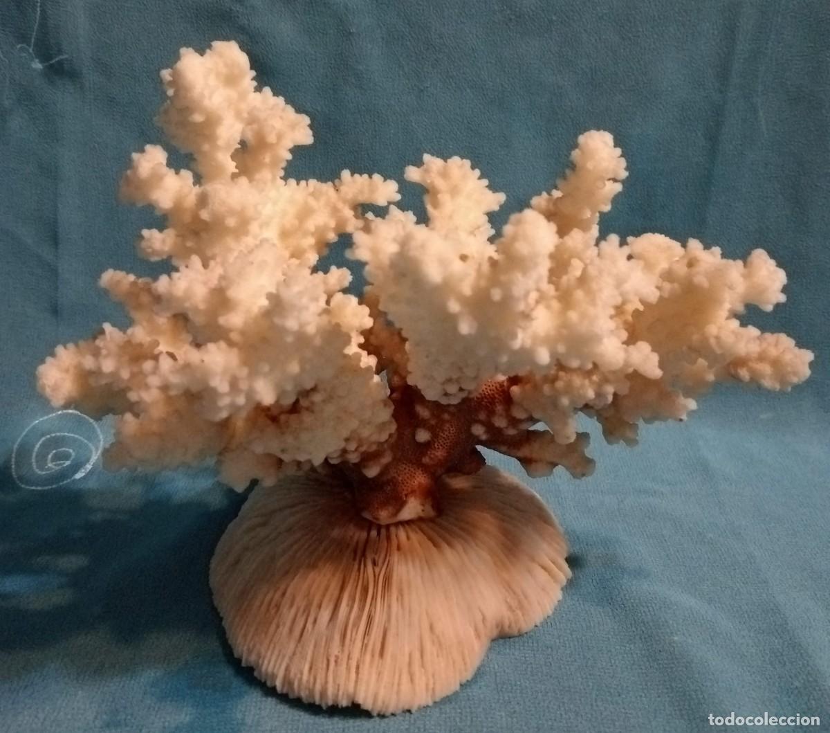 Coleccionismo de moluscos: CORAL Y ESPONJA DE CORAL - Foto 4