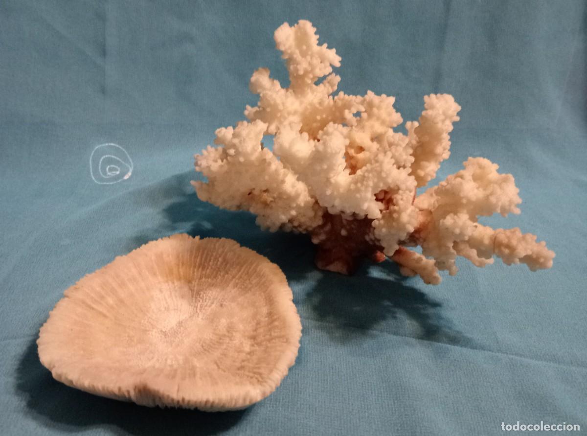 Coleccionismo de moluscos: CORAL Y ESPONJA DE CORAL - Foto 5