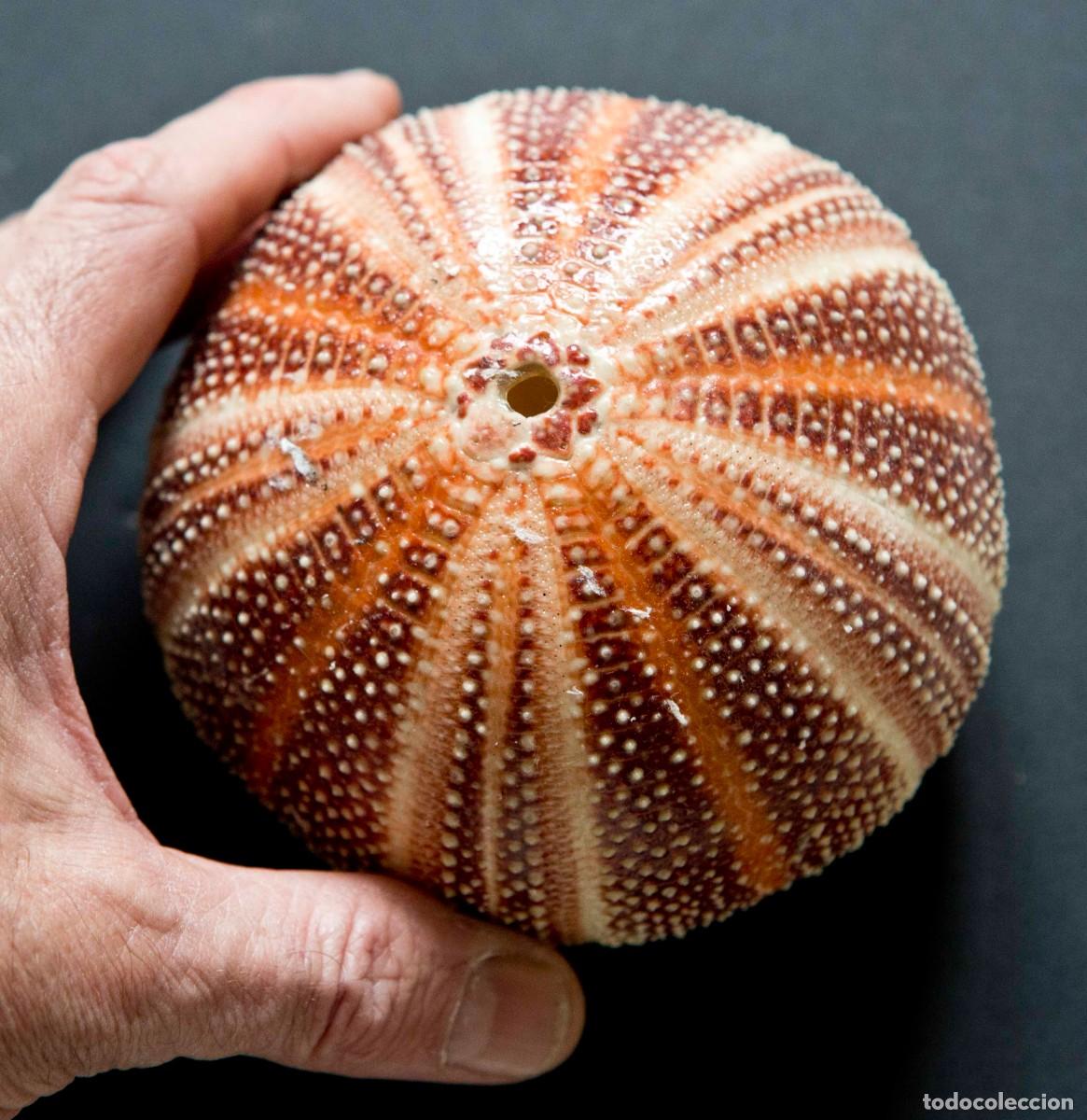 Coleccionismo de moluscos: ERIZO DE MAR. Echinus esculentus. - Foto 2