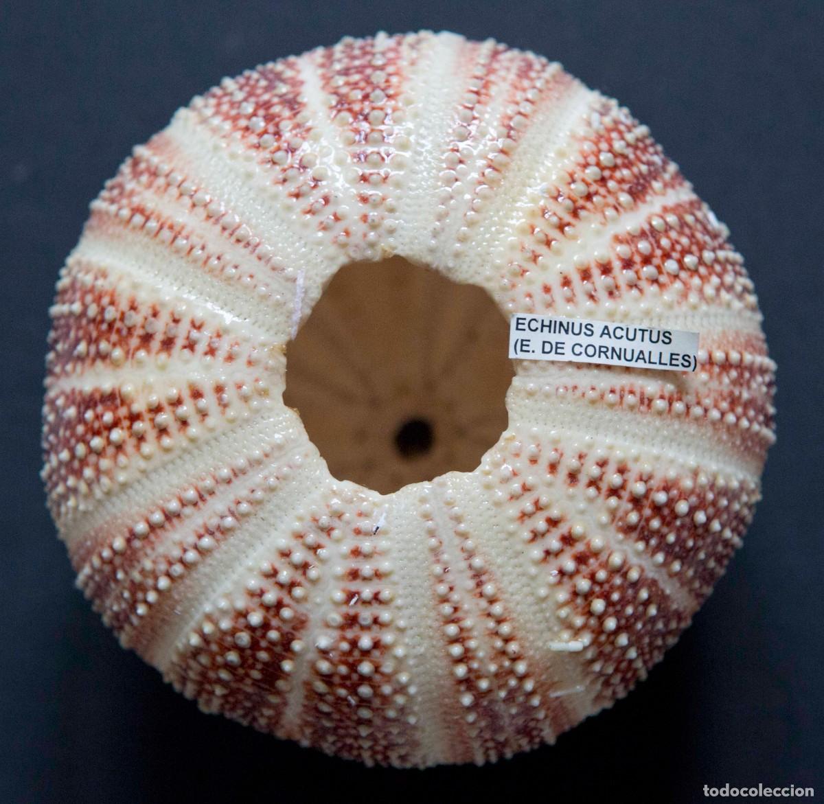 Coleccionismo de moluscos: ERIZO DE MAR. Echinus esculentus. - Foto 3
