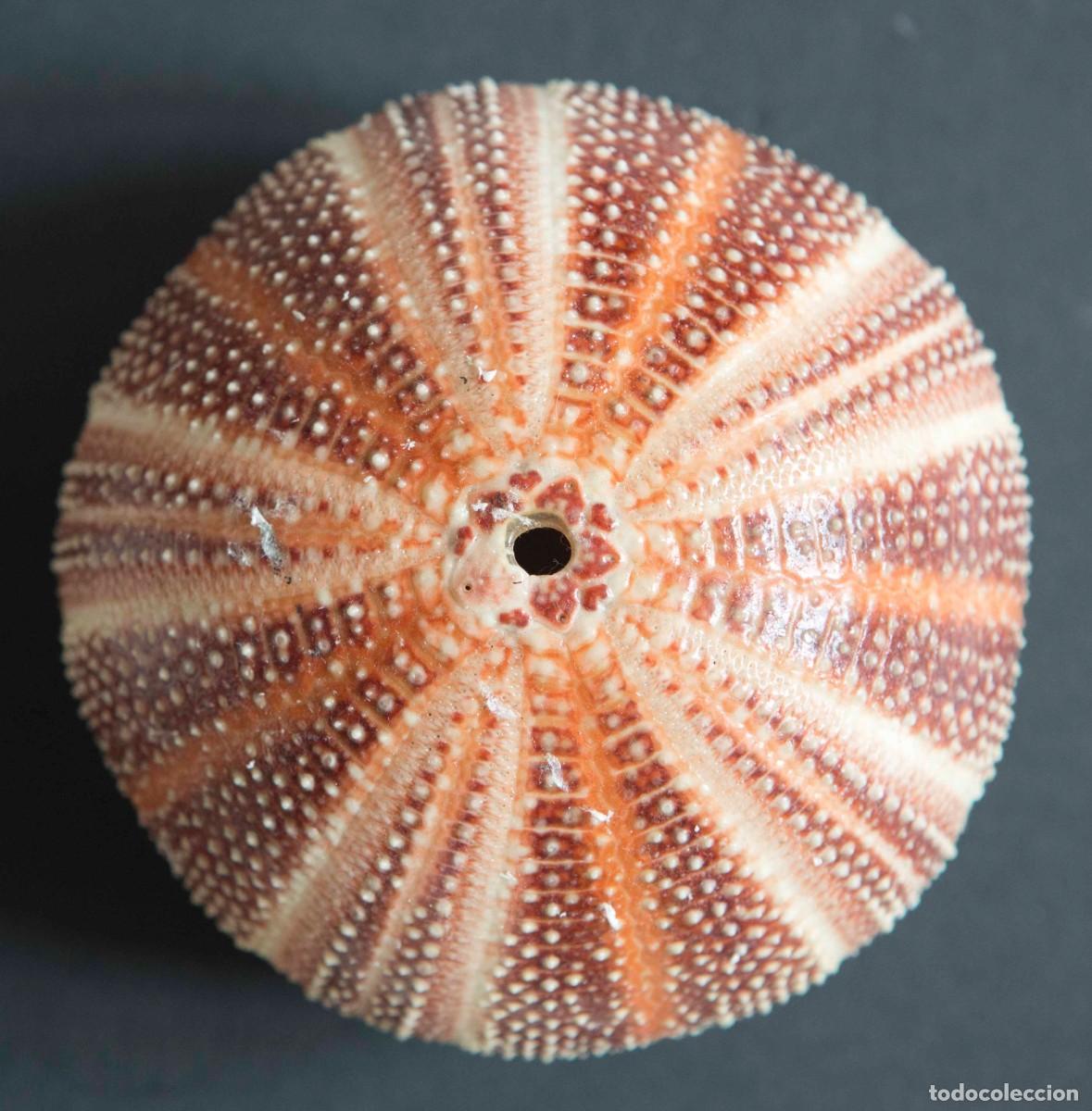 Coleccionismo de moluscos: ERIZO DE MAR. Echinus esculentus. - Foto 4