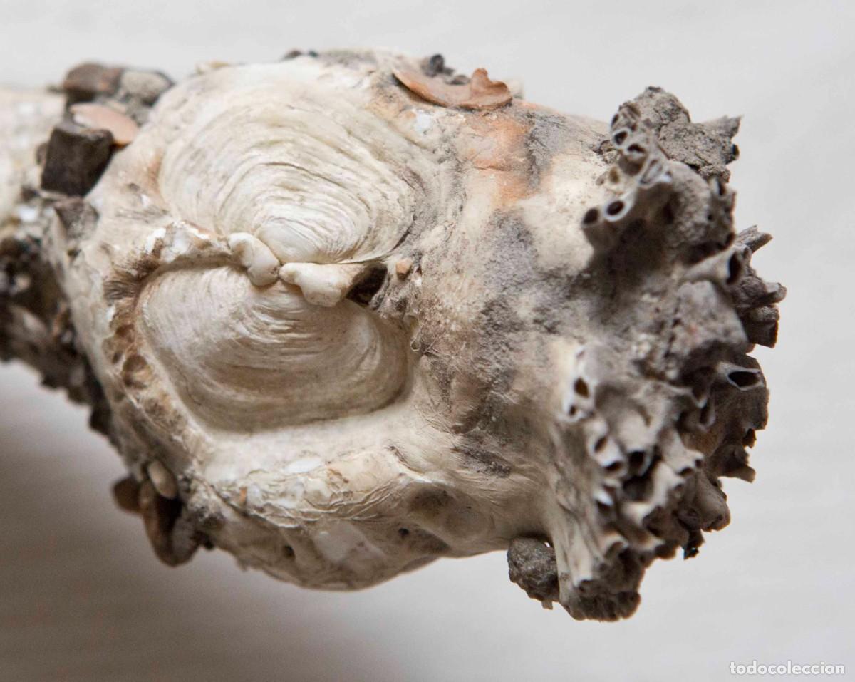 Coleccionismo de moluscos: Esqueletos de plumeros de mar. - Foto 15