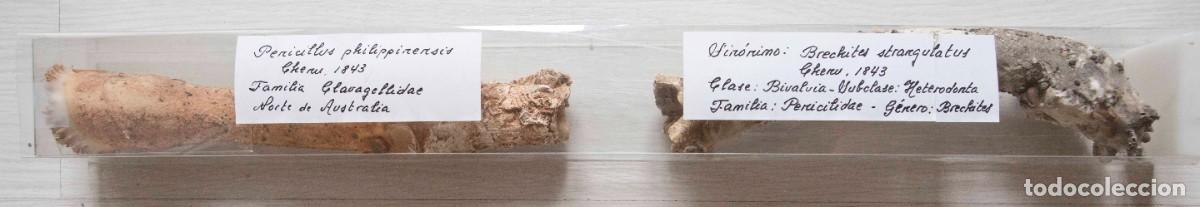 Coleccionismo de moluscos: Esqueletos de plumeros de mar. - Foto 16