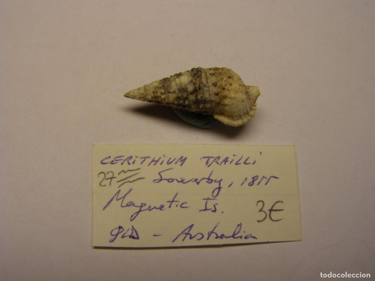 Coleccionismo de moluscos: Caracol shell snail cerithium trailli. Australia. - Foto 1