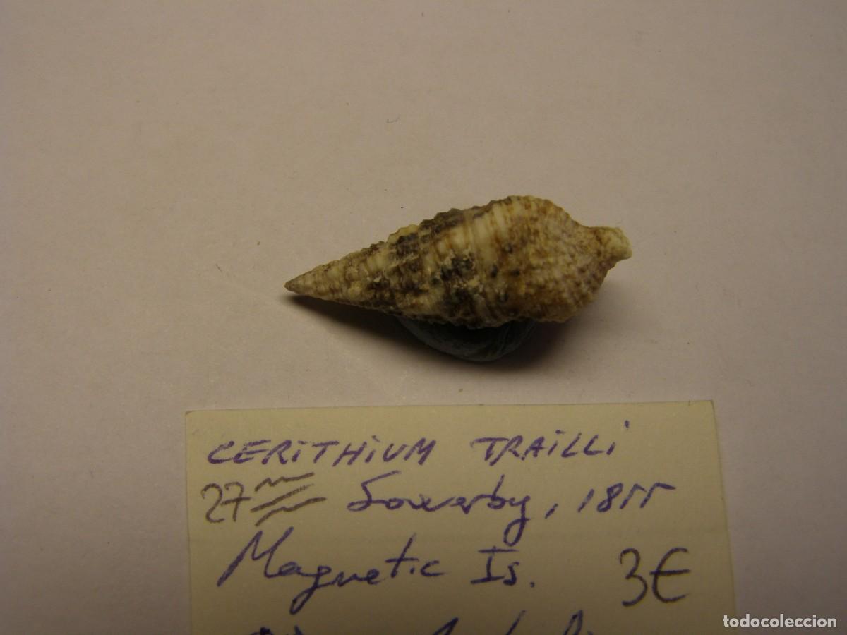 Coleccionismo de moluscos: Caracol shell snail cerithium trailli. Australia. - Foto 2