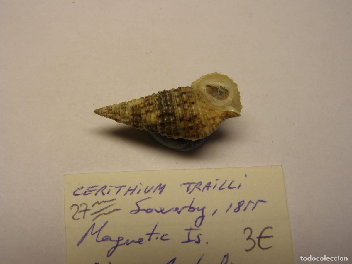 Coleccionismo de moluscos: Caracol shell snail cerithium trailli. Australia. - Foto 3
