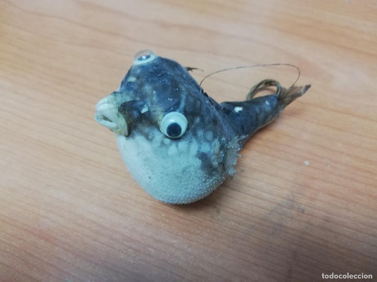 Coleccionismo de moluscos: Pez globo disecado original - Foto 1