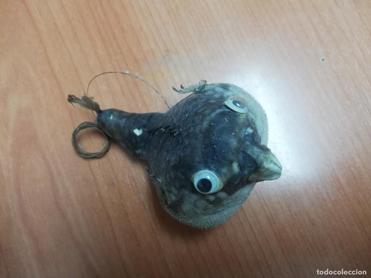 Coleccionismo de moluscos: Pez globo disecado original - Foto 3
