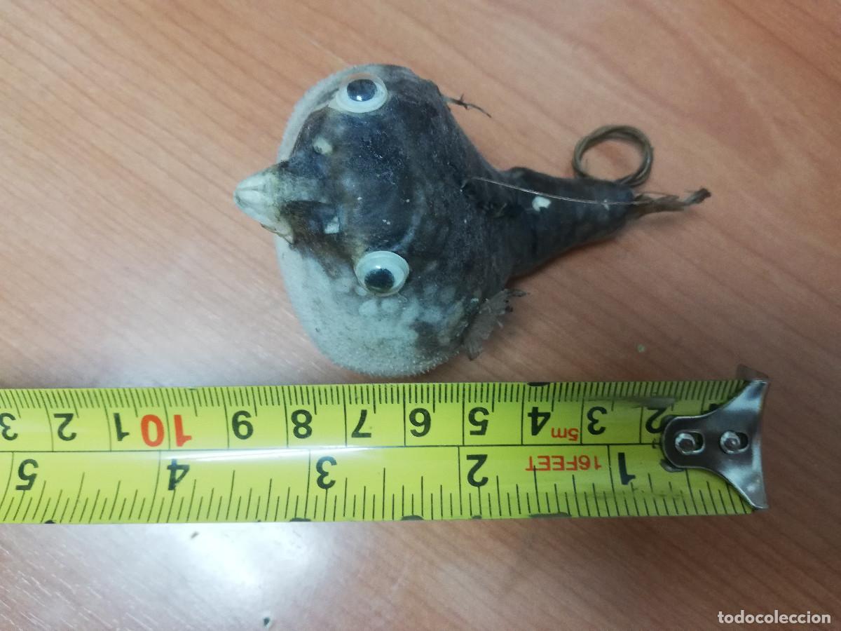 Coleccionismo de moluscos: Pez globo disecado original - Foto 4