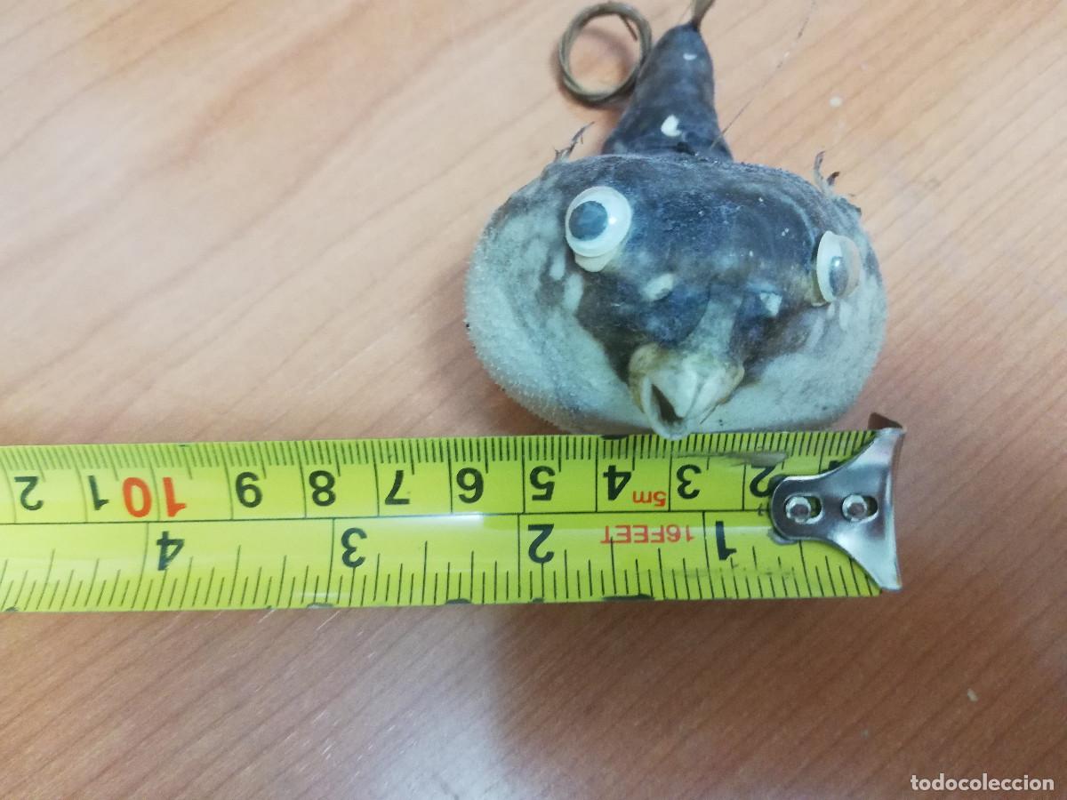 Coleccionismo de moluscos: Pez globo disecado original - Foto 5