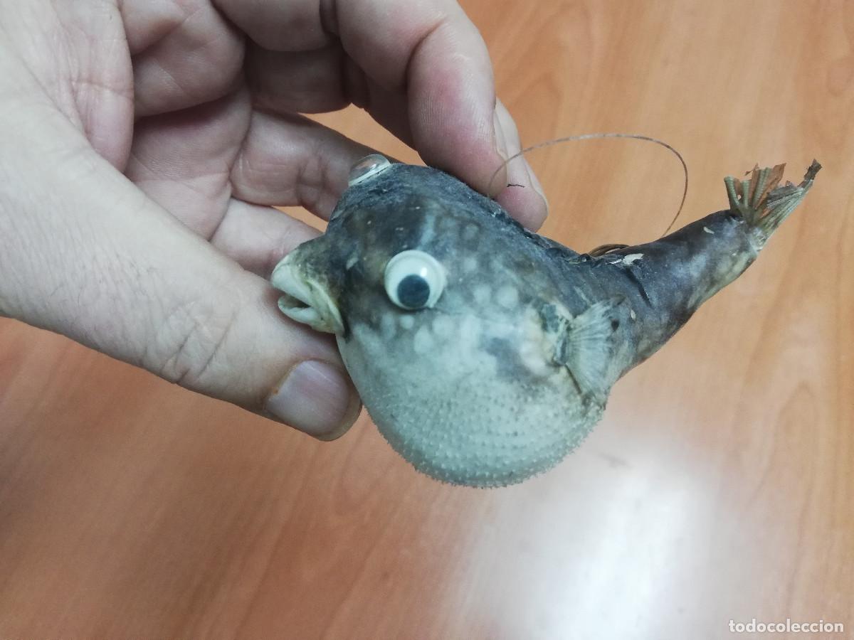 Coleccionismo de moluscos: Pez globo disecado original - Foto 6