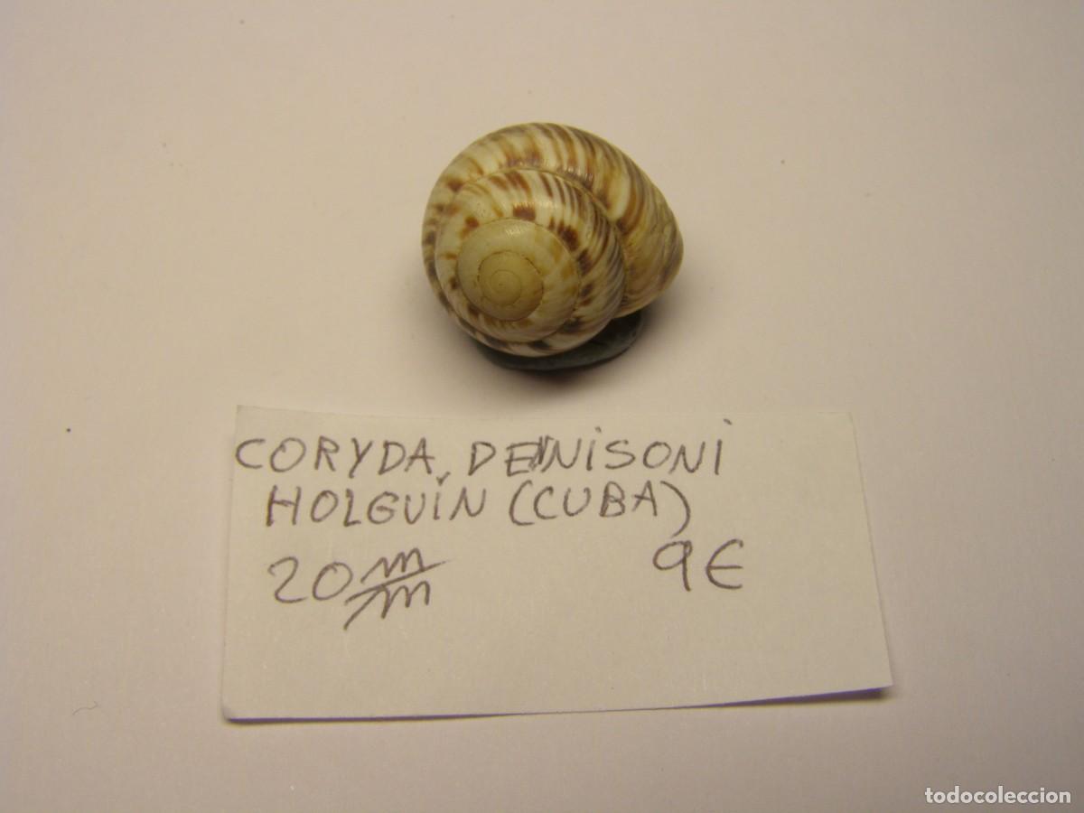 Coleccionismo de moluscos: Caracol shell snail coryda dennisoni. Cuba. - Foto 1
