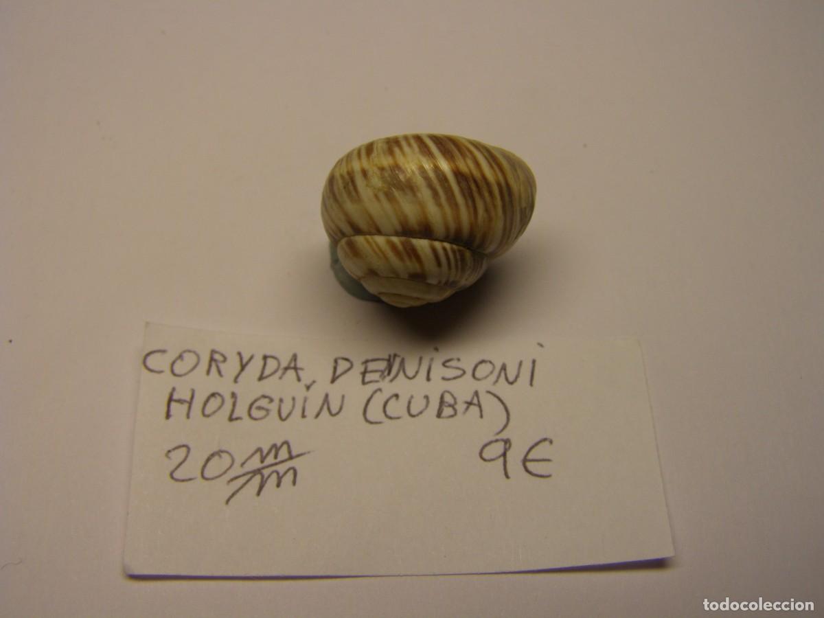 Coleccionismo de moluscos: Caracol shell snail coryda dennisoni. Cuba. - Foto 2