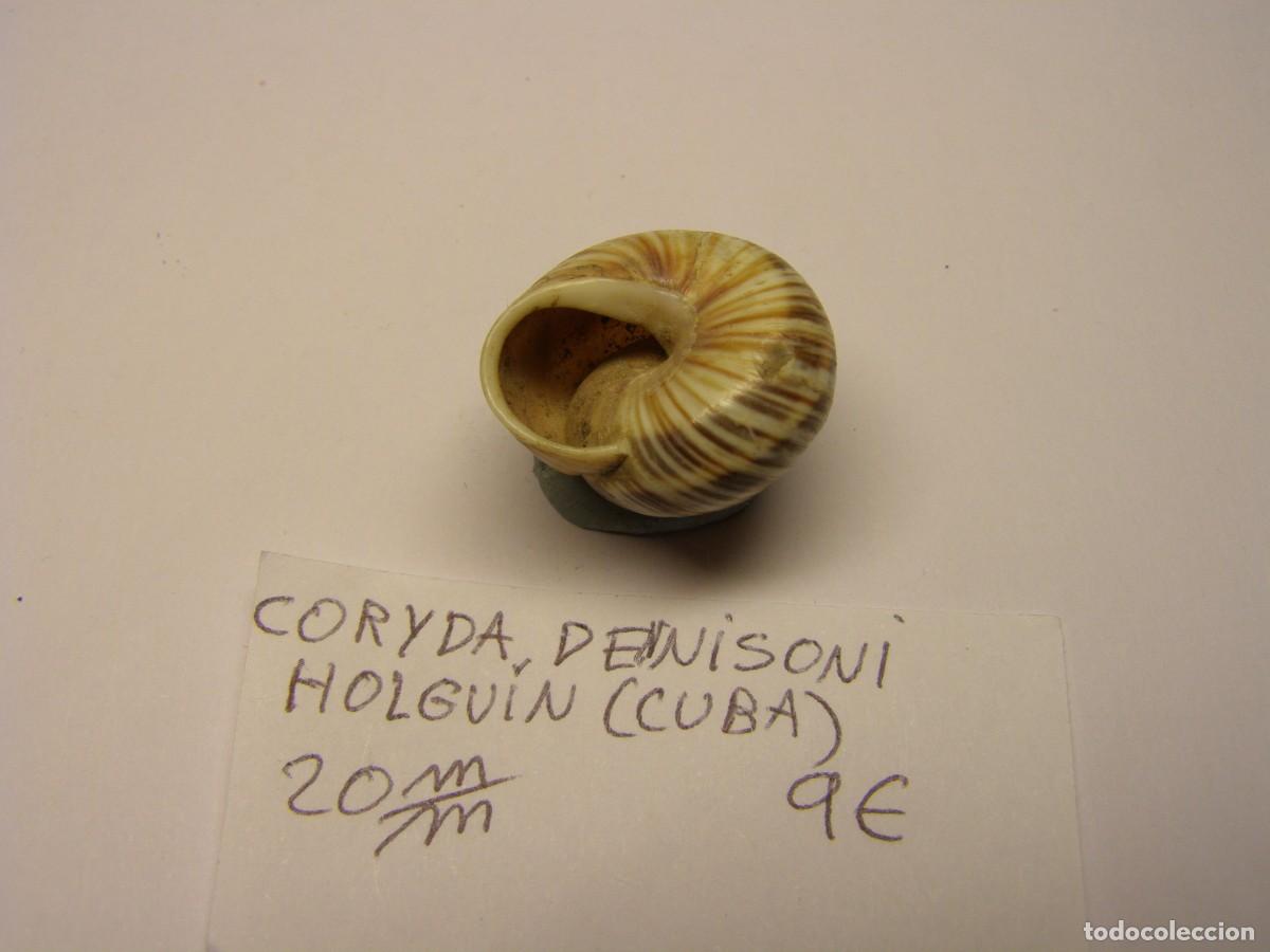 Coleccionismo de moluscos: Caracol shell snail coryda dennisoni. Cuba. - Foto 3