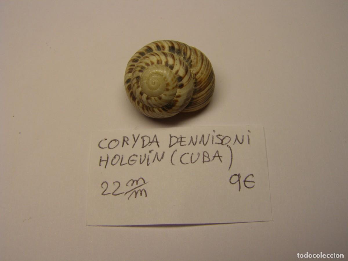Coleccionismo de moluscos: Caracol shell snail coryda dennisoni. Cuba. - Foto 1