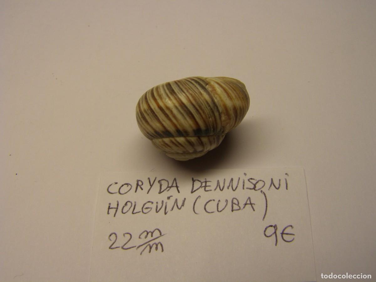 Coleccionismo de moluscos: Caracol shell snail coryda dennisoni. Cuba. - Foto 2