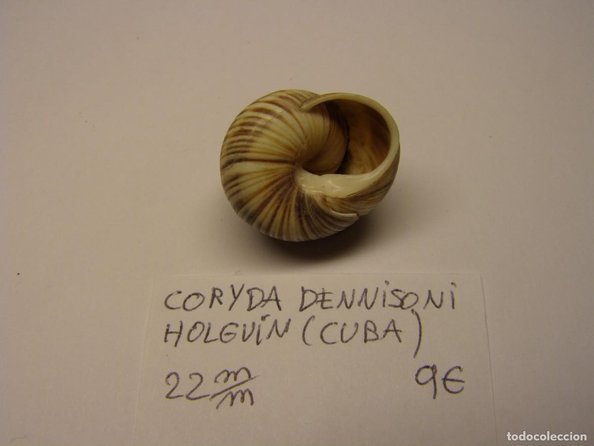 Coleccionismo de moluscos: Caracol shell snail coryda dennisoni. Cuba. - Foto 3