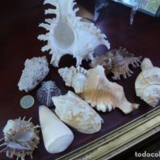 Coleccionismo de moluscos: LOTE DE CARACOLAS. Lote 385427914