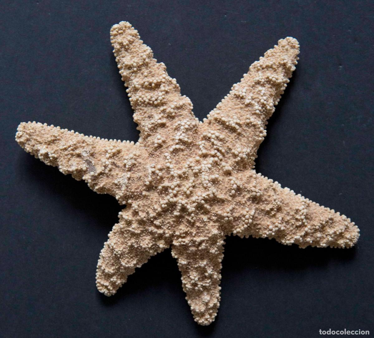 Coleccionismo de moluscos: Estrella de mar de az&uacute;car. - Foto 1