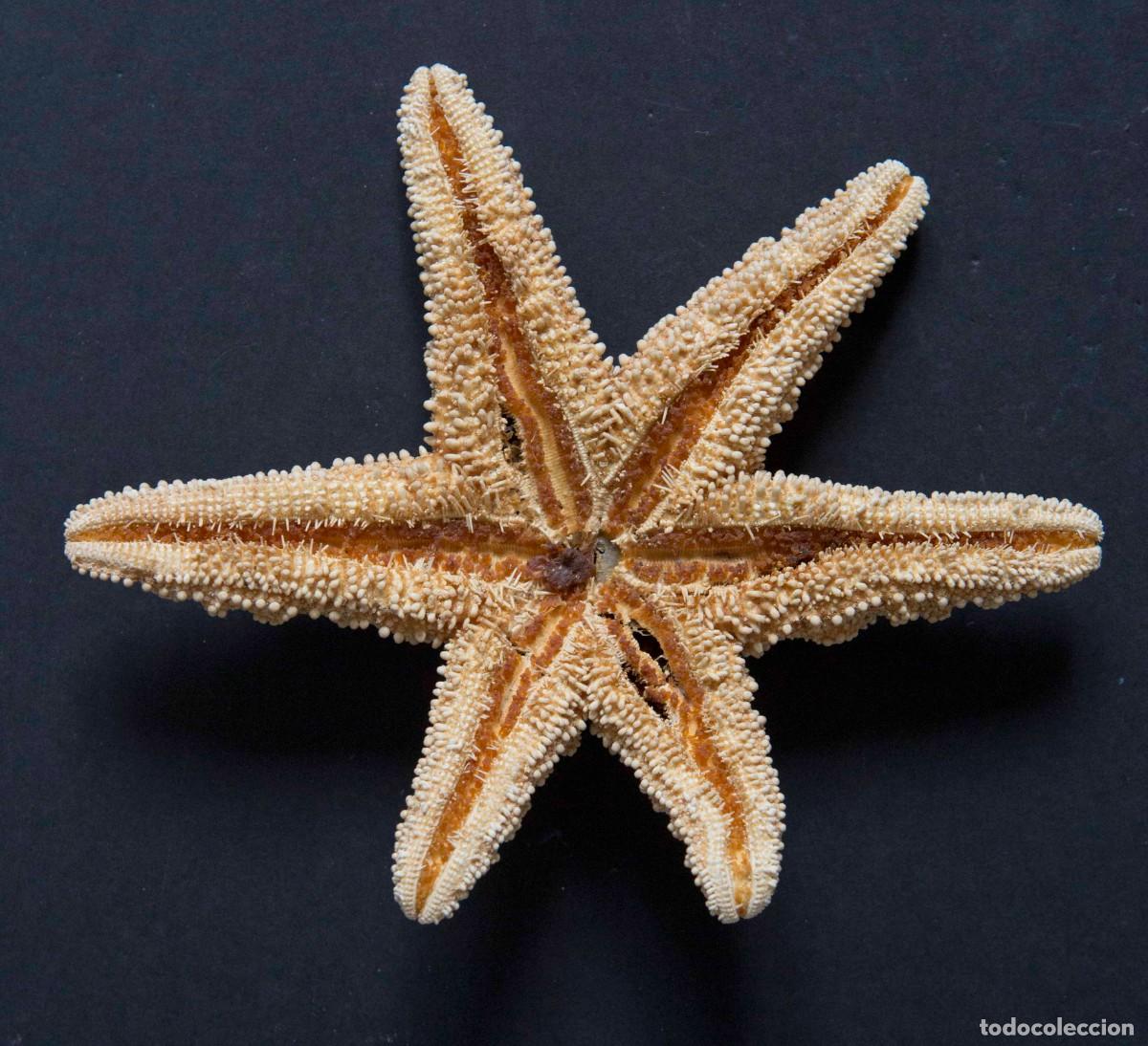 Coleccionismo de moluscos: Estrella de mar de az&uacute;car. - Foto 2