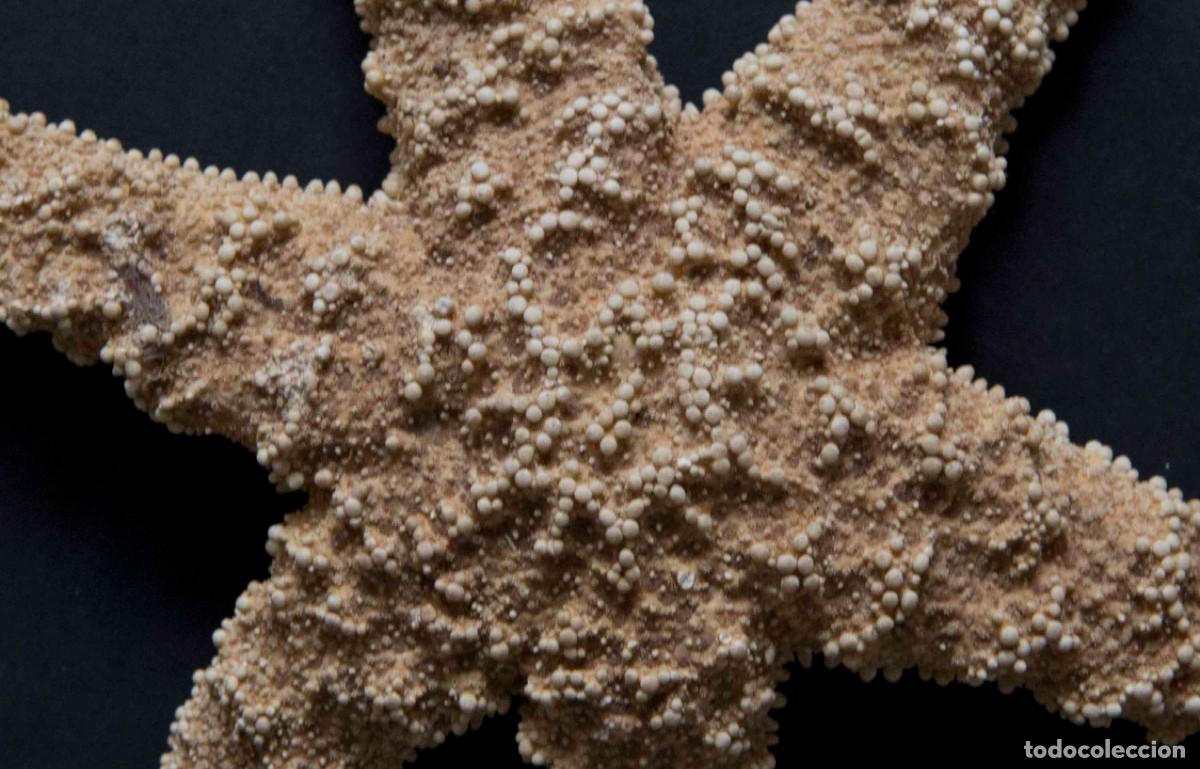 Coleccionismo de moluscos: Estrella de mar de az&uacute;car. - Foto 3